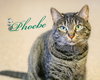Phoebe ~ the momma cat!
