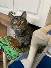 Phoebe ~ the momma cat!