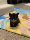 Frankie Jr. Jr.