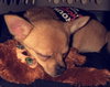 Rocco