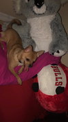 Rocco