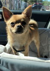 Rocco