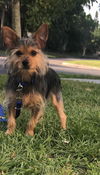 Sawyer