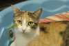 Astrid
