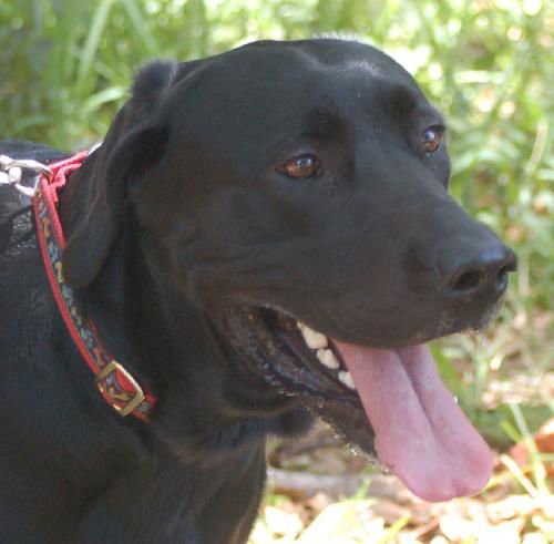 Gadi the Black Lab