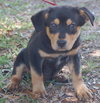 Roustabout the Rottie Puppy