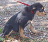 Roustabout the Rottie Puppy