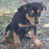 Roustabout the Rottie Puppy