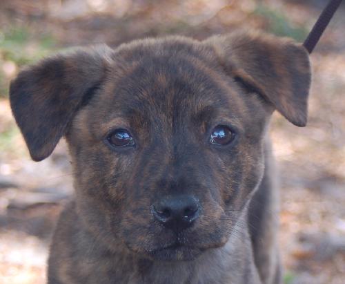 Carnie the Puppy