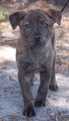 Carnie the Puppy