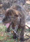 Carnie the Puppy