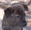 Carnie the Puppy