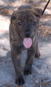 Carnie the Puppy