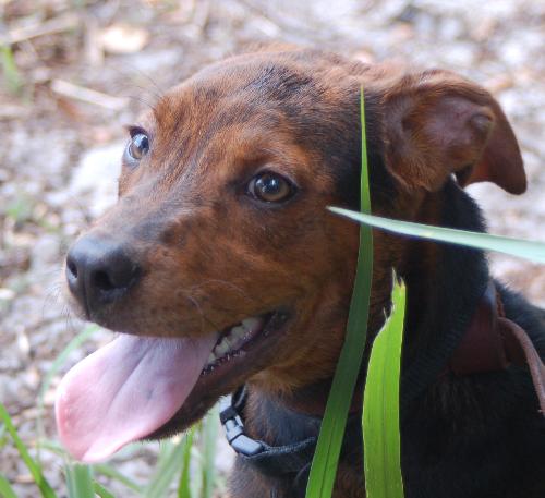 Horatio the Shepherd Puppy