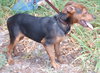 Horatio the Shepherd Puppy