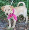 Hudson the Lab Puppy