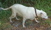 Victoria the Big Bulldog