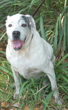 Victoria the Big Bulldog