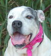 Victoria the Big Bulldog