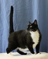 Millie ~ the sweet momma!