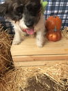 Potato the Active Boy!