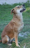 Lucy