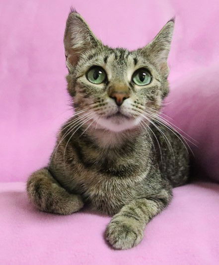 Veggie ~ the momma cat!