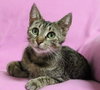 Veggie ~ the momma cat!