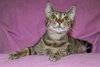 Veggie ~ the momma cat!