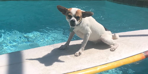 Kujo