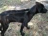 Brandie the Puppy