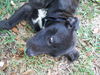 Brandie the Puppy