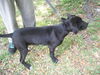 Scotch the Puppy