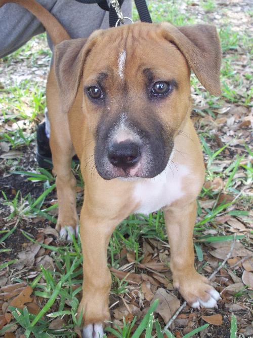 Shamus the Puppy