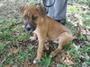 Shamus the Puppy