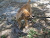 Shamus the Puppy