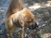 Shamus the Puppy