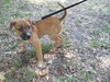 Shamus the Puppy