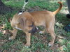 Shamus the Puppy