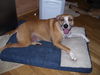 Deacon the Floppy-Eared Boxer