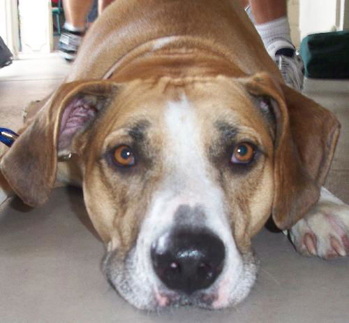Deacon the Floppy-Eared Boxer