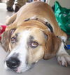 Deacon the Floppy-Eared Boxer
