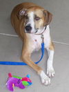 Deacon the Floppy-Eared Boxer