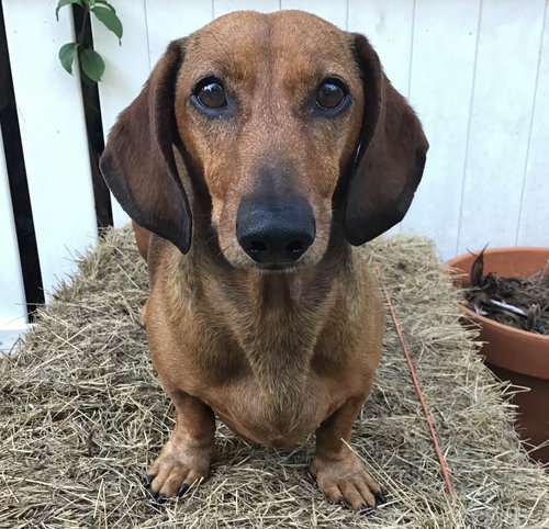 Rascal The Dashing Boy