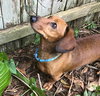 Rascal The Dashing Boy