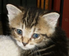 Tiger Lilly the 'Blackberry' Kitten
