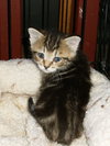 Tiger Lilly the 'Blackberry' Kitten