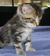 Tiger Lilly the 'Blackberry' Kitten