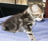 Tiger Lilly the 'Blackberry' Kitten