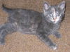 Luna the Kitten
